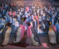 20061028 Gaypenguins